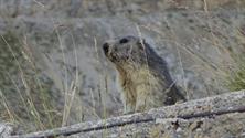 37 Marmotte 37 Marmotte